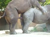 Rhinos mating
